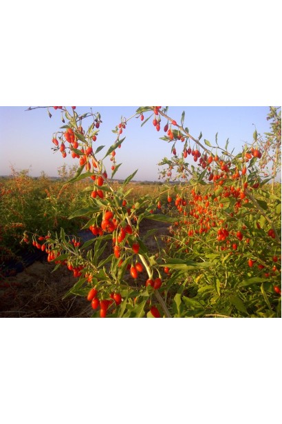 Годжі тибетський Цукровий Гігант